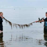 Wireweed